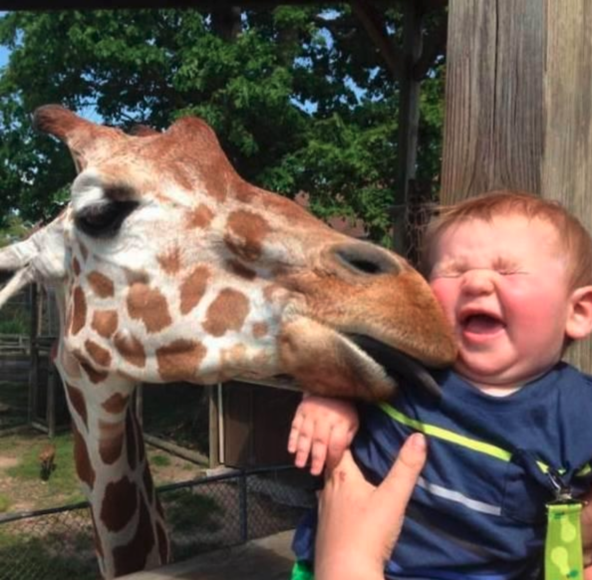 Необычные прикольные картинки. Забавные дети и животные. Про жирафа для детей. Детки и животные смешные. Забавные снимки с животными.