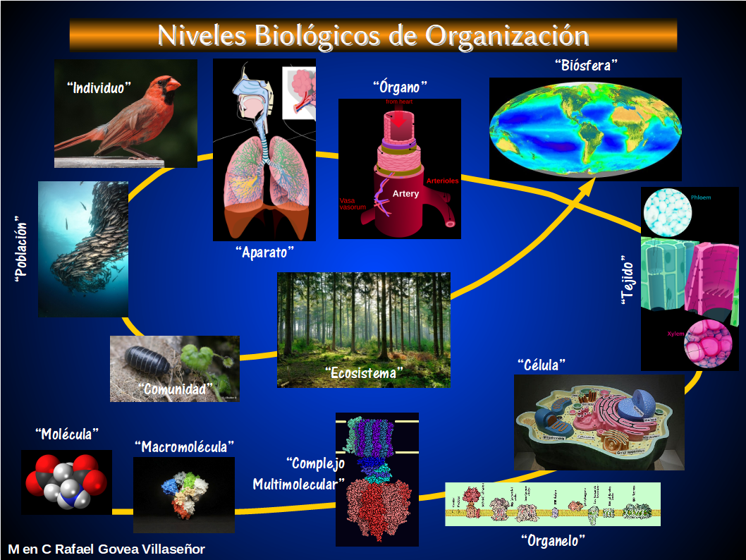 Esquema De Niveles De Organizacion Biologica Niveles de organización