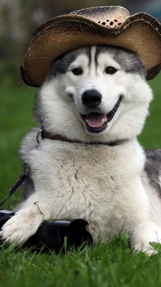   Alaskan Malamute with Cowboy Hat   Android Best Wallpaper