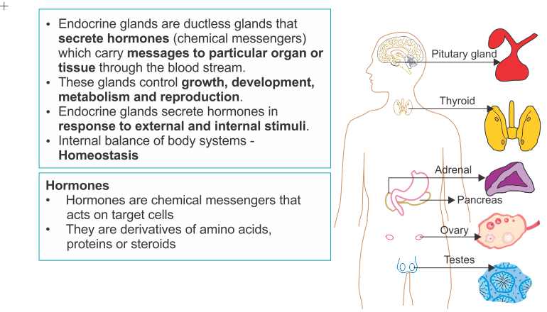 The endocrine system in humans.