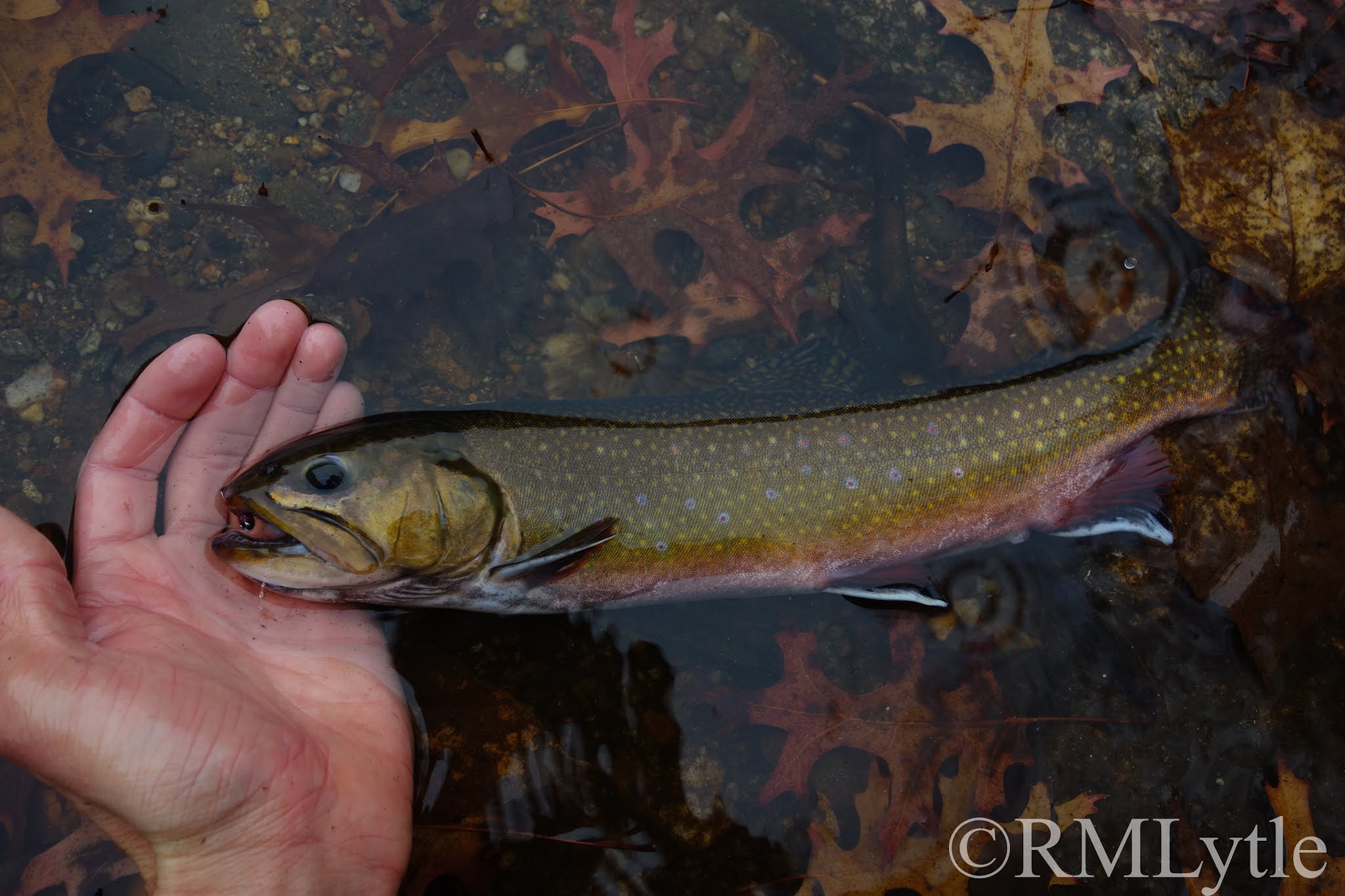 Connecticut Fly Angler Connecticut Tiger Trout Hypocrisy