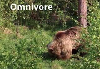 omnivore