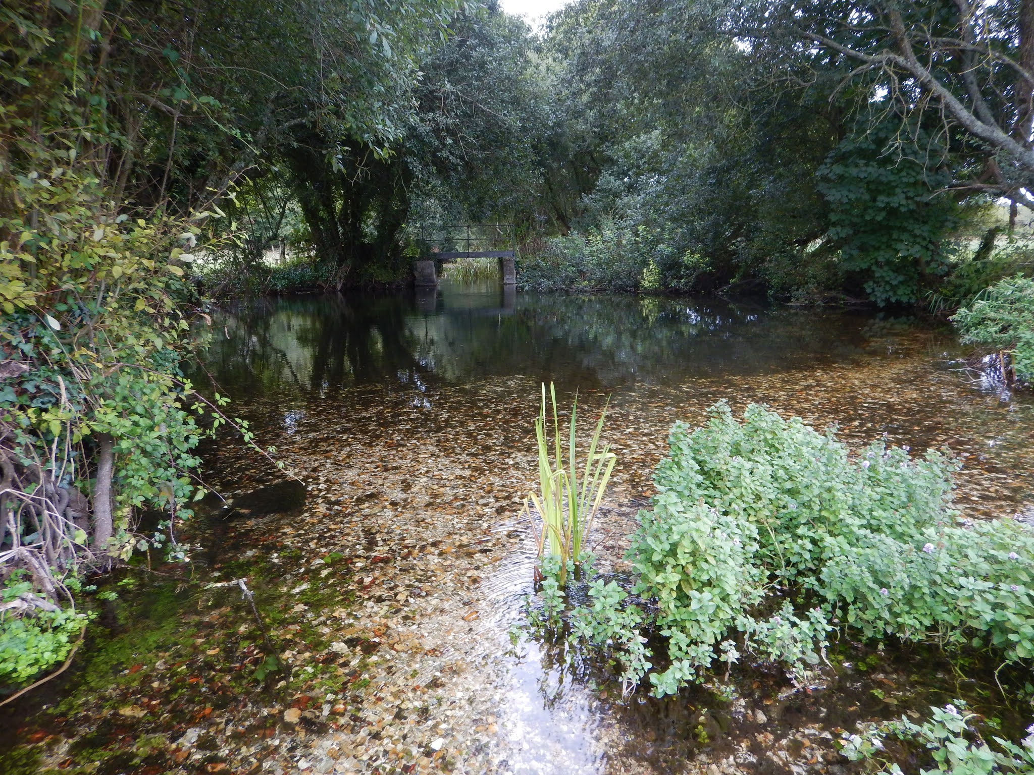 River Allen, Dorset