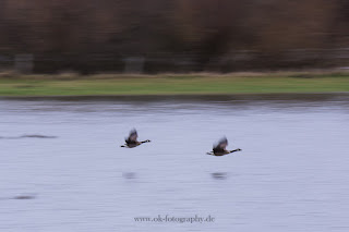 dynamische Wildlifefotografie Naturfotografie Dynamik Lippeaue