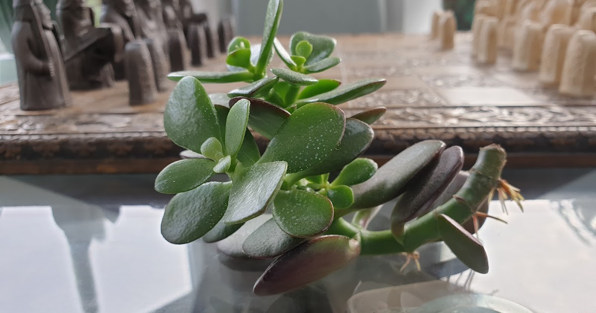 CAN YOU ROOT JADE PLANT CUTTINGS IN WATER? The Garden of Eaden