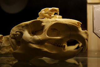 Kobay ve kapibara iskeleti