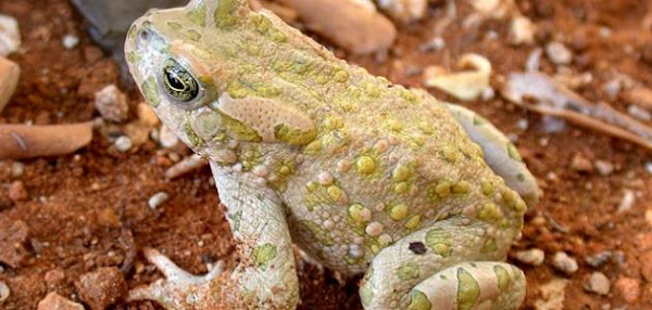 ما هو العلجوم