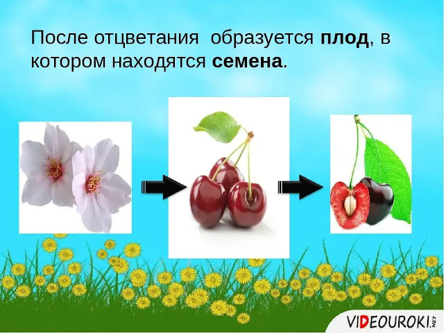 орган который образуется из цветка