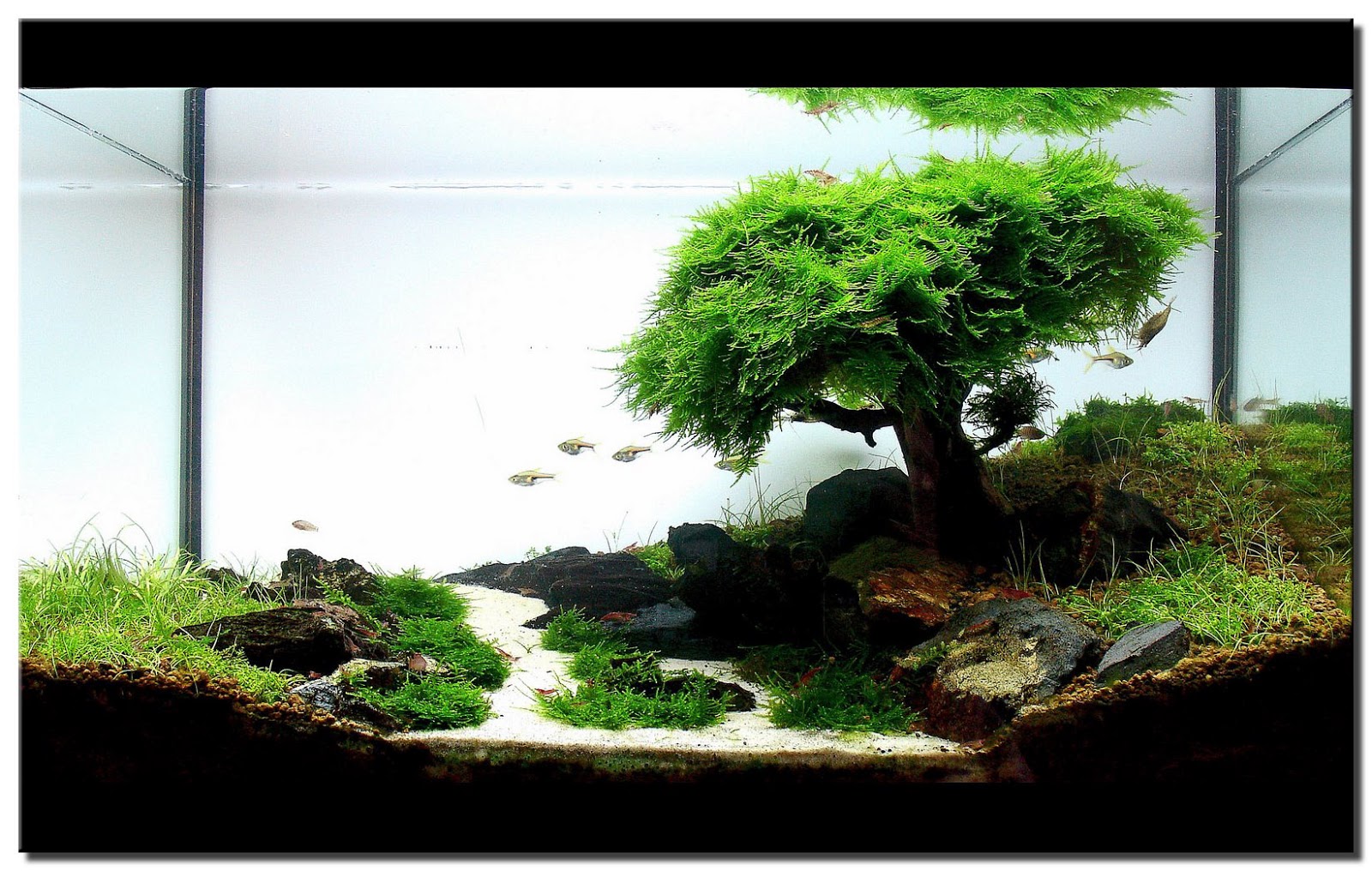 Contoh dan Referensi Desain Aquascape Bonsai Terbaik