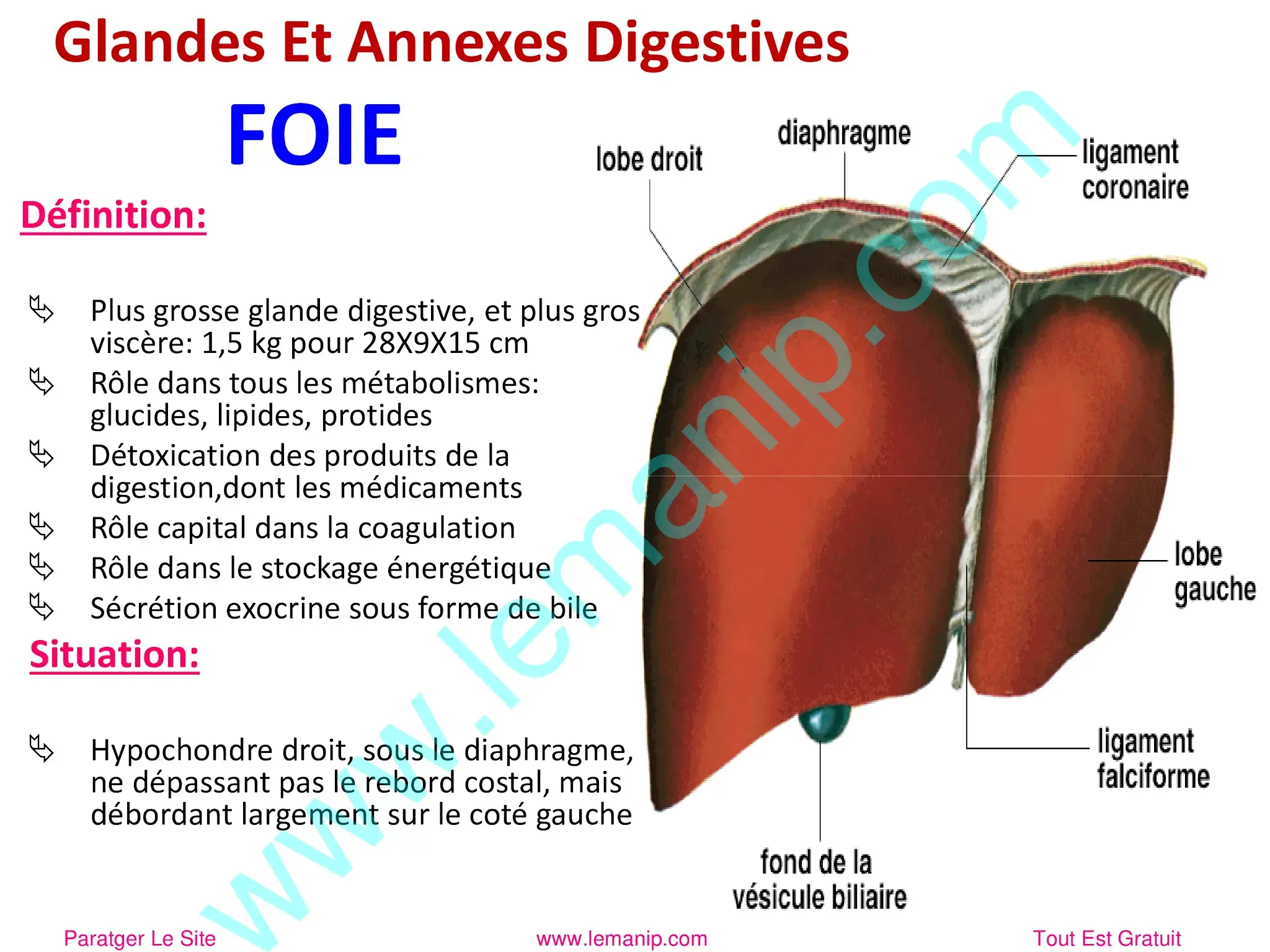 Glandes Et Annexes Digestives : Le Foie