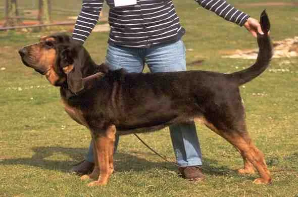 bloodhound-dog-كلب-بلودهاوند