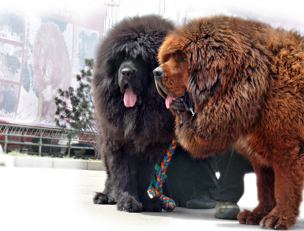 tasaweer Tibetan Mastiff