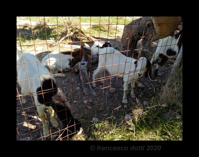 Ceccodotti Davanti San Guido