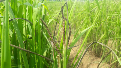 Panicle of Kodo millet