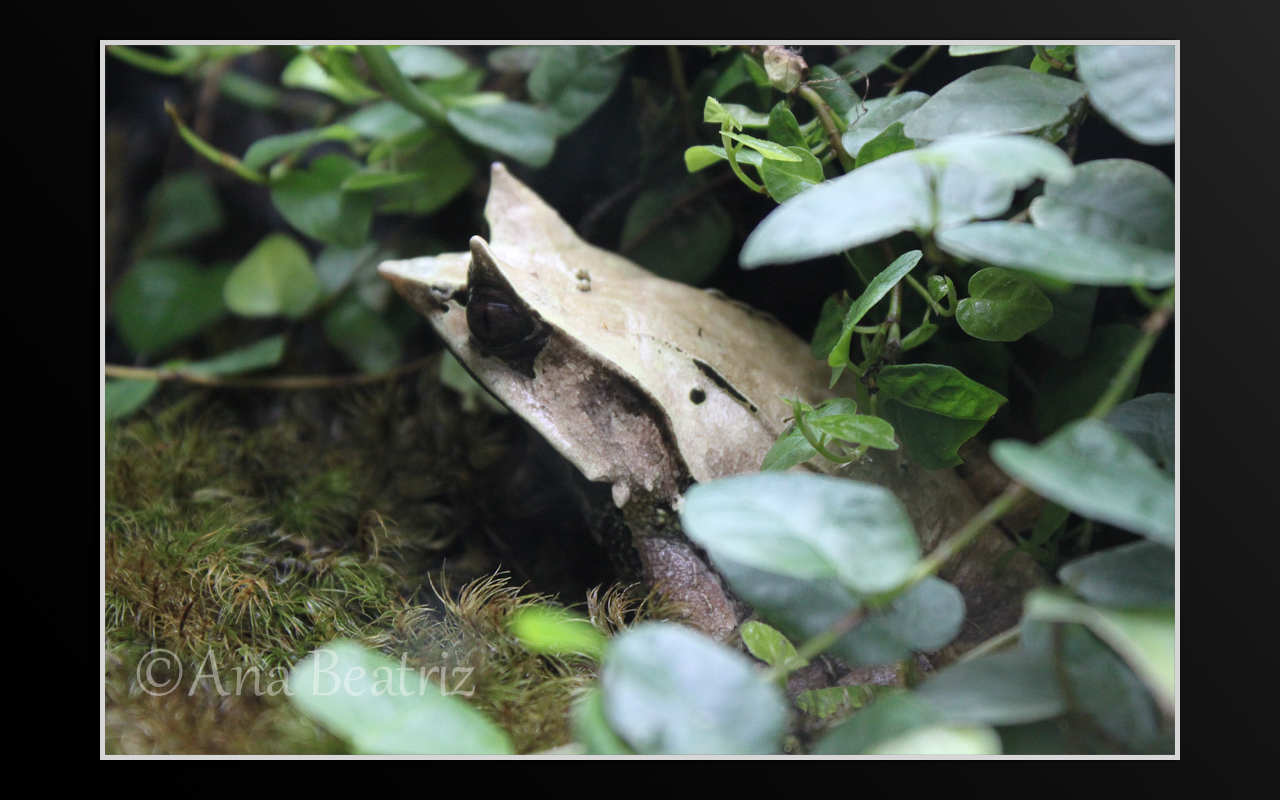 Aventura fotográfica Rana de cuernos nariguda (Megophrys nasuta)