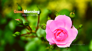 Beautiful flower images with good morning text