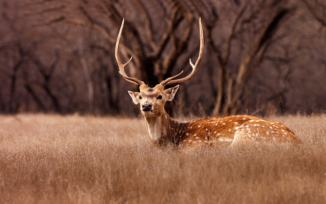 Ranthambore National Park India