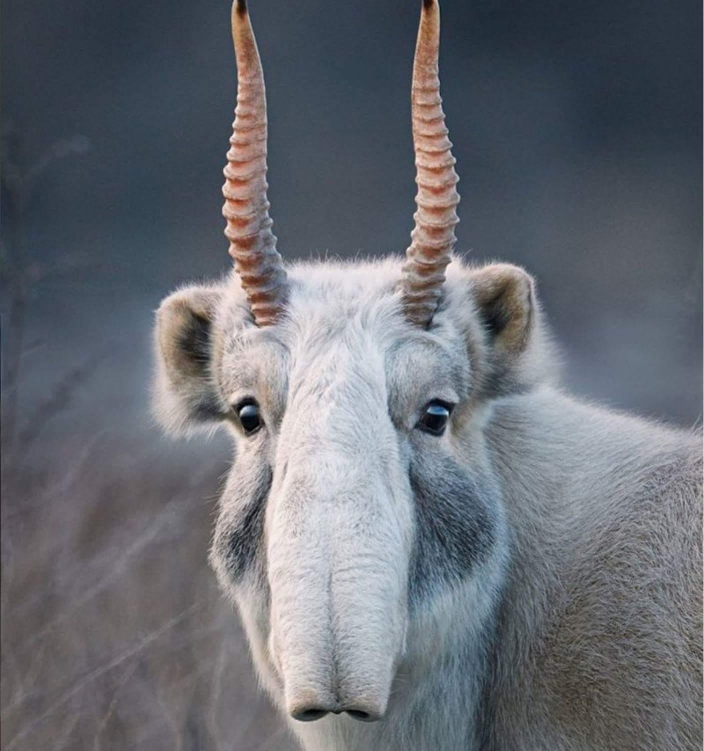 Unique Facts And Information Saiga antelope An Amazing animal that