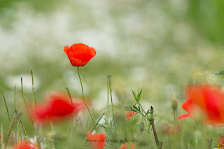 Naturfotografie Blumenfotografie Klatschmohn Mohn Lippeaue 