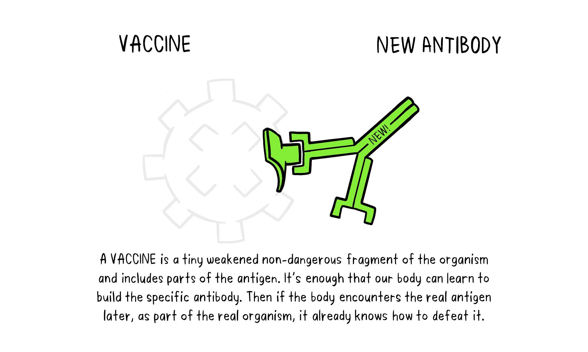 How do vaccines work? ~ WISE HOUSE EDUCATION