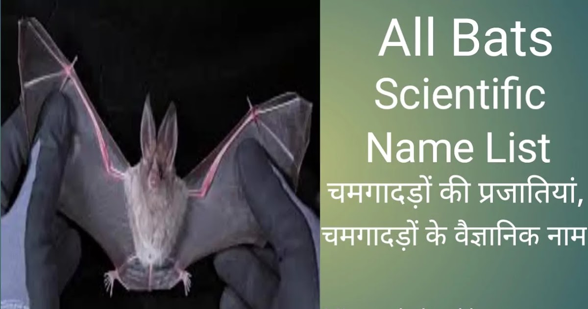 All Bat Scientific Name List