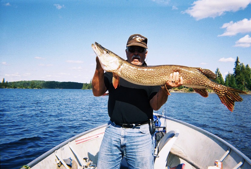 Bow Narrows Camp Blog on Red Lake Ontario: How big a fish can a