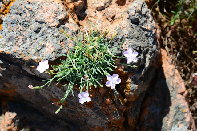 Dianthus gyspergerae Dianthus gyspergerae