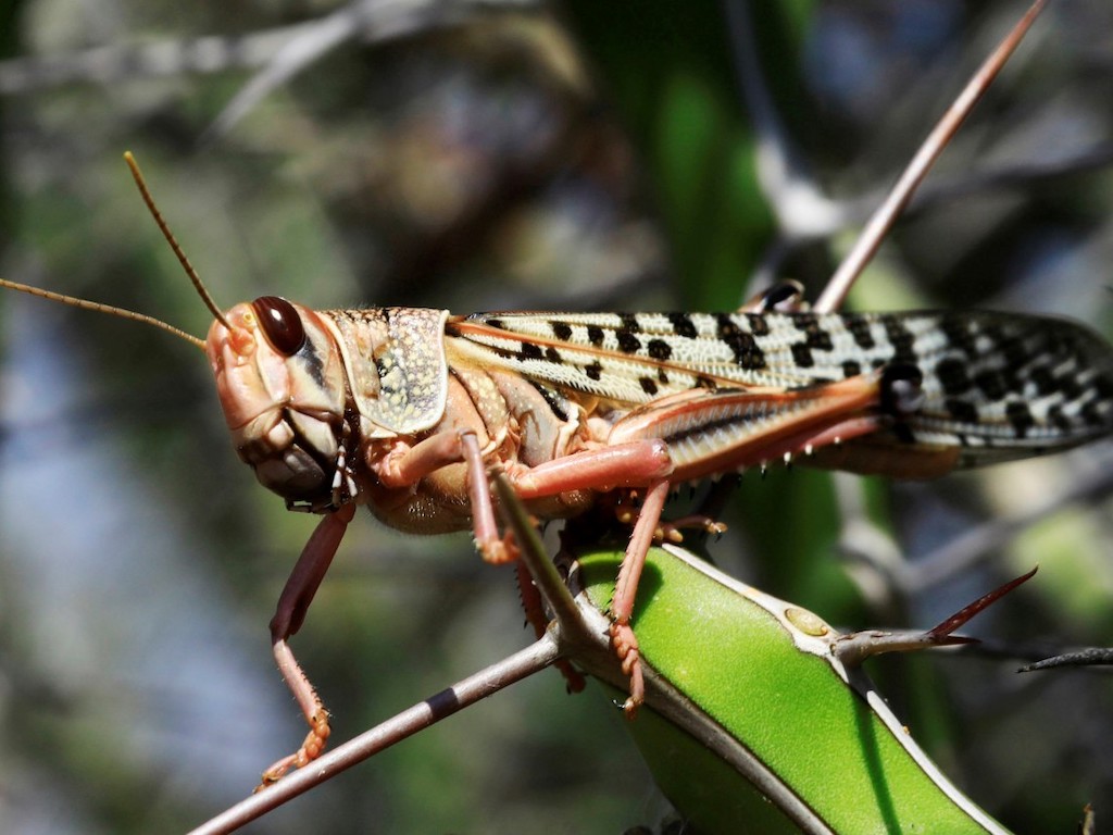 Do Locusts bite humans? How do you kill a swarm of locusts?