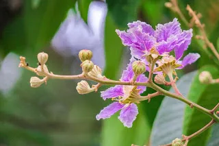 Mengenal tanaman bungur bunga sakura dari indonesia