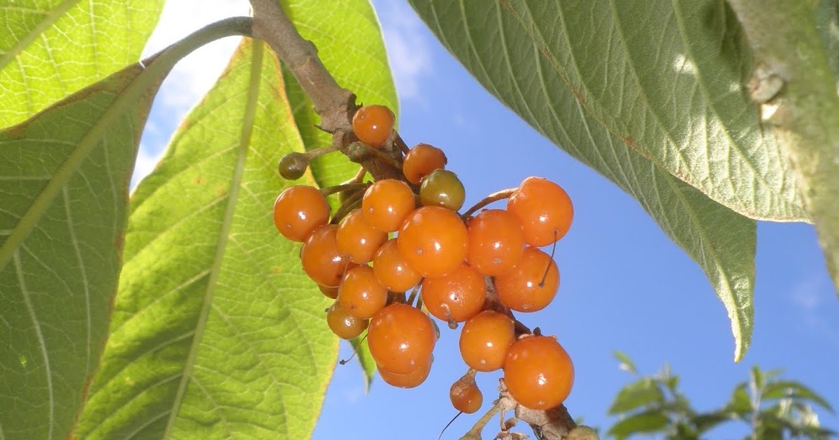 Jardim Tupiniquim FrutadoSabiá (Iochroma arborescens/Acnistus arborescens)