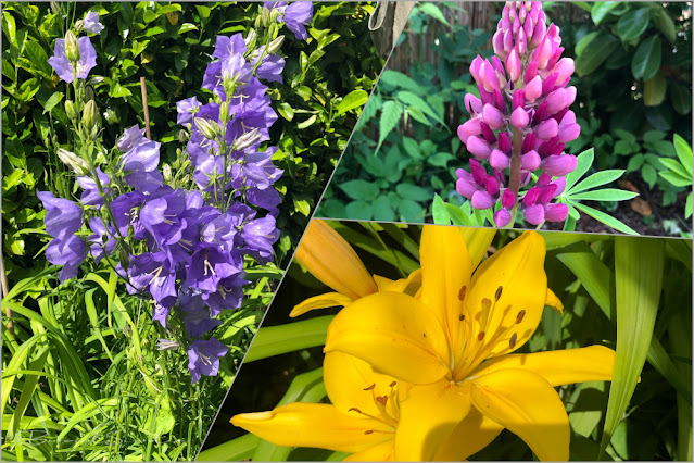 Gartenblumen