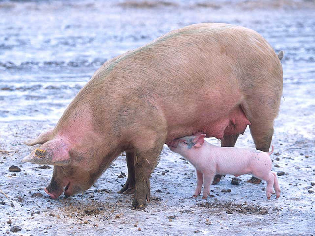 domestic pig, pig breeds, miniature pig