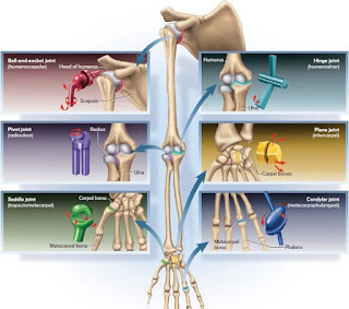 JOINTS OF HUMAN BODY