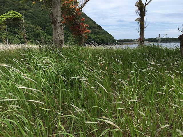 石拾い　海　福井県犬熊海水浴場