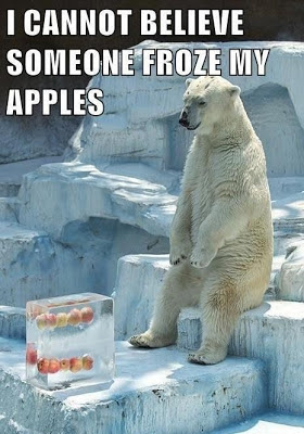 funny polar bear apples frost snow ice