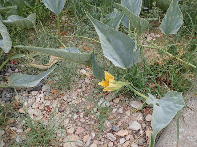 Cucurbita foetidissima Cucurbita foetidissima