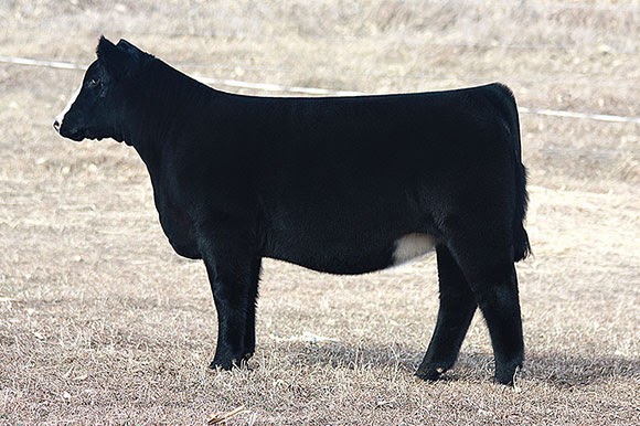 DIAMOND G CATTLE CO.: Dunk Cattle Co (NE) - Online Sale