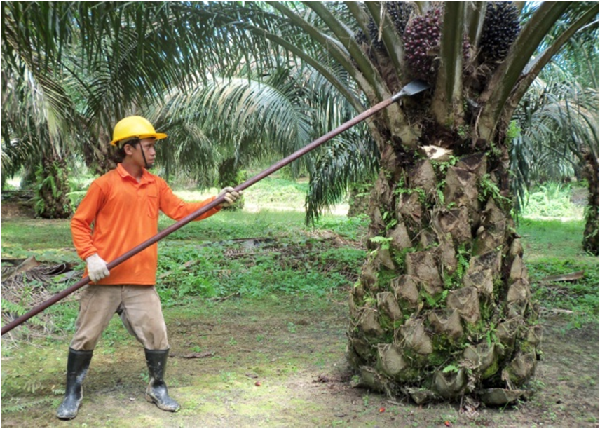 Tunas Pokok atau Pruning Kelapa Sawit