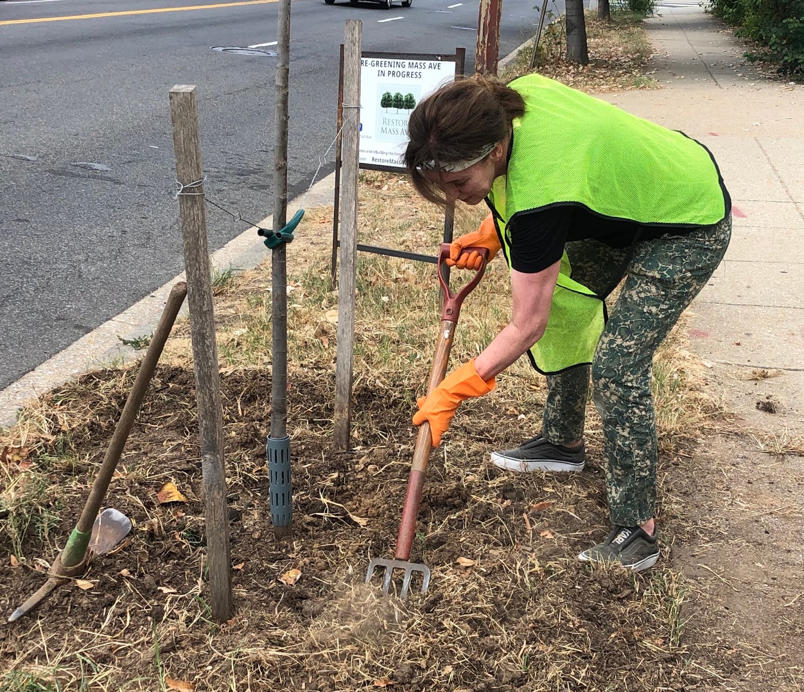 Plant Inventory At 20 Timothy Salix Integra Dappled Willow