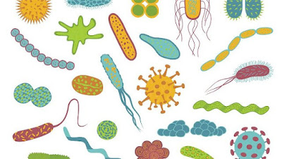 Anti Bakteri
