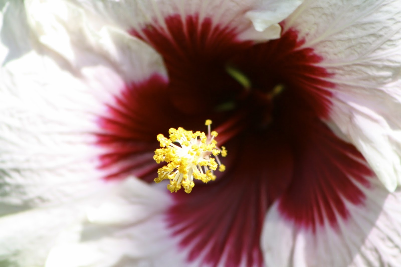 hibiscus bloom