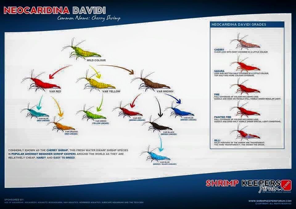 Freshwater Shrimp Chart