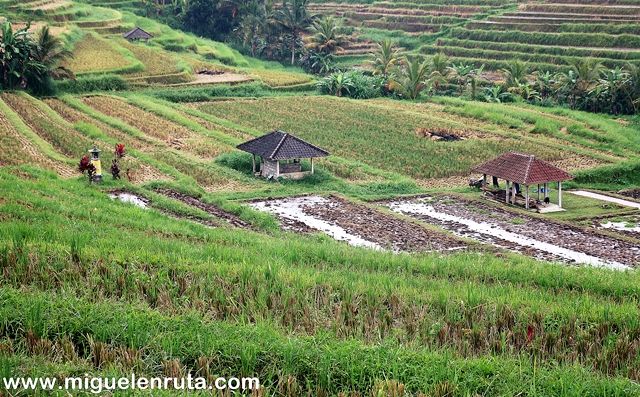 Terrazas-arroz-Jatiluwih