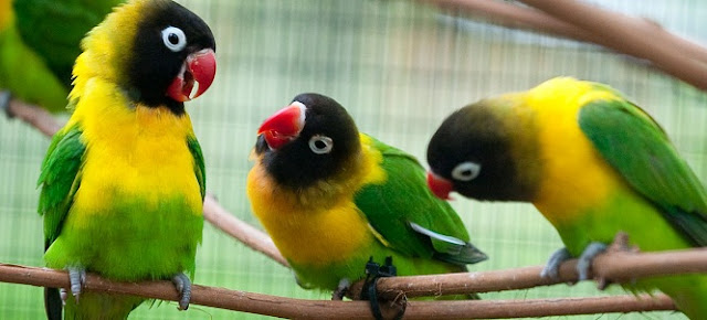 13 Jenis dan Warna Burung Lovebird Teranggun Beserta 