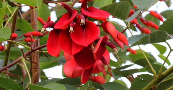 Ciri Ciri Pohon Dadap (Erythrina variegata) Di Alam Liar