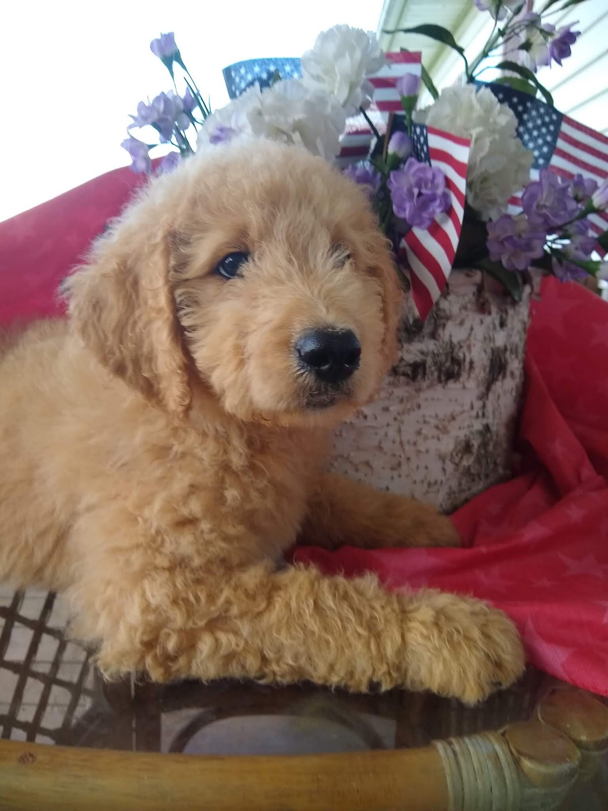 Goldendoodle Puppies from Past Litters