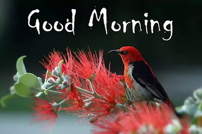 Good Morning Images Good Morning Images