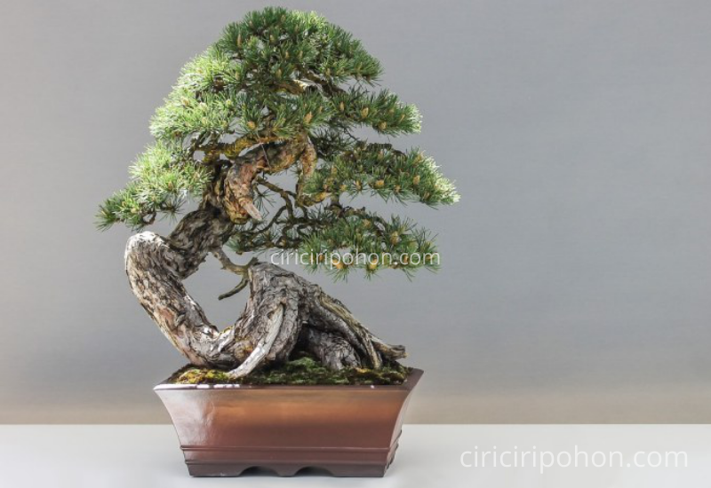 Ciri Ciri Pohon Bonsai