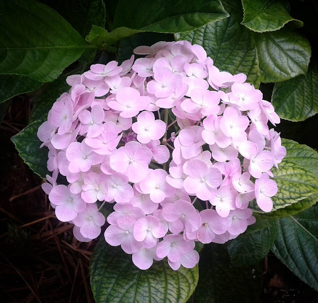 45 hình ảnh hoa Cẩm Tú Cầu & Ý nghĩa hoa Cẩm Tú Cầu là gì?