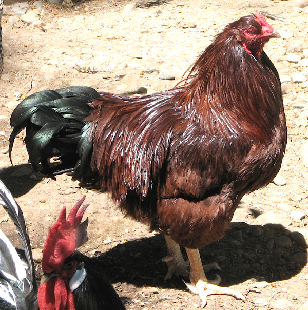 buckeye chicken, buckeye chickens, buckeye chicken facts, buckeye chicken pictures, buckeye chicken eggs, buckeye chicken color, buckeye chicken breed, buckeye chicken breed info, buckeye chicken description, buckeye chicken egg size, buckeye chicken history, buckeye chicken images, buckeye chicken egg laying, buckeye chicken characteristics, buckeye chicken behavior, buckeye chicken temperament, buckeye chicken meat, buckeye chicken photos, buckeye chicken personality, buckeye chicken weight